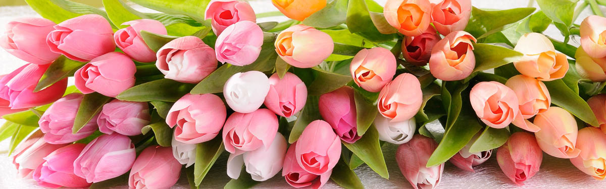 tulipány